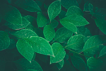 Leaves, Bush, Macro, Greens HD wallpaper