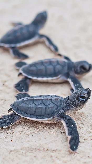 Turtle, Sea, Animal HD phone wallpaper