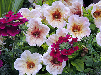 Petunia's And Geraniums, graphy, Flowers, Petunias, Nature, Geraniums HD wallpaper