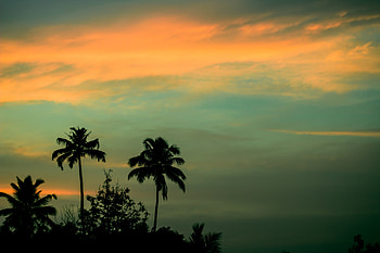 Nature, Sunset, Sky, Palms HD wallpaper