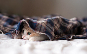 Cat, Animals, Kitty, Kitten, To Lie Down, Lie, Playful HD wallpaper