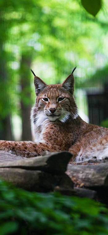 Emerald Lynx | Forest Portrait | Silent Stare, Animal, lynx HD phone wallpaper