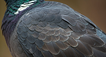 Stunning Pigeon Feathers - Ultra, pigeon, bird, feather, nature, Wildlife HD wallpaper