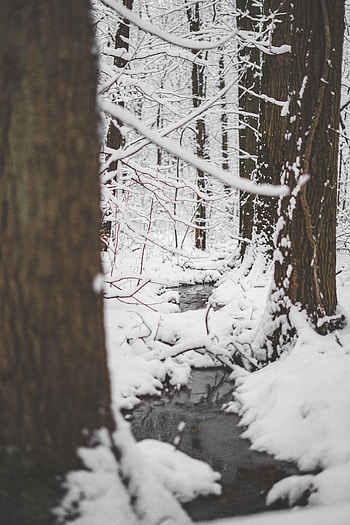 Nature, Rivers, Snow, Forest, Thawed Patches, Protalins HD phone wallpaper