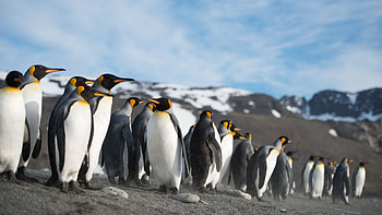 Penguin, Animal, Bird, Birds HD wallpaper