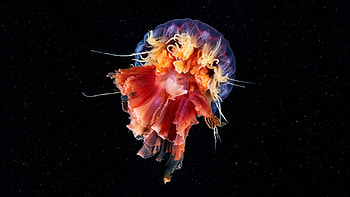 Jellyfish , Cyanea capillata, Majestic animals, Striking beauty HD wallpaper