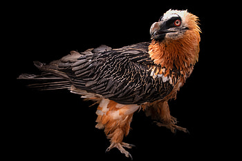 Bearded Vulture, Bir020 00135, Joel sartore, Bearded Vulture HD wallpaper