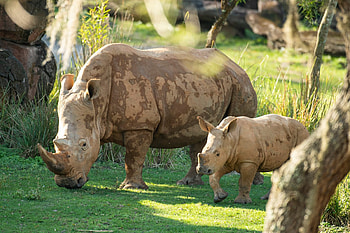 Baby rhino debut, Savanna grand entrance, Adorable safari moment, Animal kingdom celebration HD wallpaper