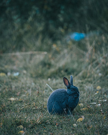 Animals, Grass, Grey, Animal, Nice, Sweetheart, Rabbit HD phone wallpaper
