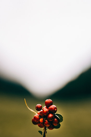 Berries, Macro, Bunch, Cranberry HD phone wallpaper