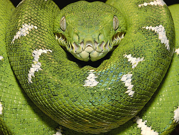 Animals, Snakes HD wallpaper
