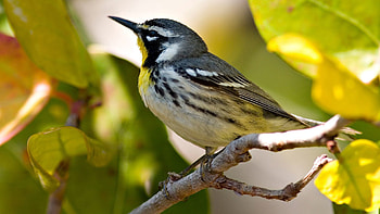 Animals, Leaves, Bird, Beak, Branch HD wallpaper