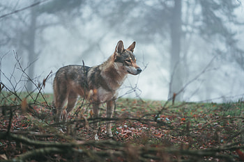 Animals, Forest, Dog, Fog, Wolf, Coyote HD wallpaper