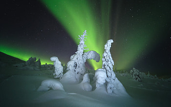Aurora Borealis, winter, borealis, aurora, snow HD wallpaper