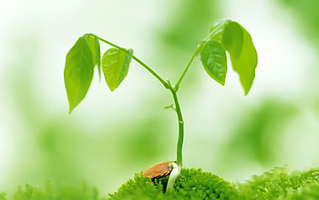 Plants, Leaves, Mashrooms HD wallpaper