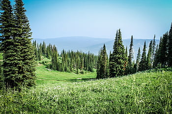 A vibrant alpine meadow with pine trees and clear blue sky, perfect summer scenery. HD wallpaper