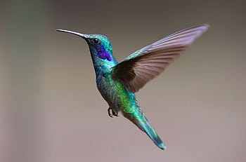Colorful hummingbird in flight with detailed feathers and vibrant colors. HD wallpaper