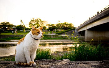 Animals, Grass, Cat, Spotted, Spotty, Stroll HD wallpaper