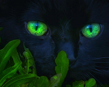 Cat eyes, animals, green, eyes, cat, dark HD wallpaper