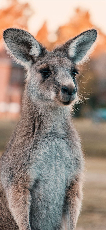 Kangaroo , , Kangaroo HD phone wallpaper