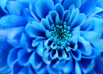Flower, Macro, Petals HD wallpaper