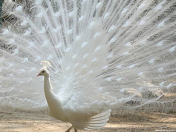 Peacock White, peacocks, colourful, birds, animals HD wallpaper