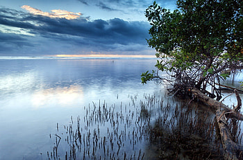 trees on a beautiful sea coast, sea, clouds, trees, coast HD wallpaper