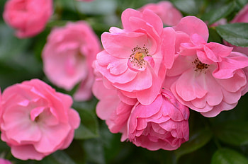 Roses, rose, trandafir, pink, flower HD wallpaper
