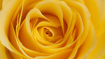 Yellow Rose, rose, plant, flower, yellow HD wallpaper