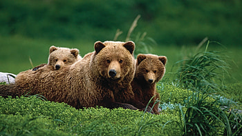 Mother and cubs, Grizzly Bears HD wallpaper