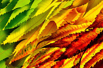 Colorful, leaf, autumn, close up HD wallpaper