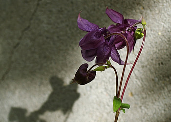Purple flowers, purple, nature, flowers, beauty HD wallpaper