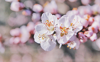 Blossoms, nature, bloom, spring HD wallpaper