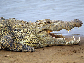 Animals, Grin, Land, Anger, Crocodile HD wallpaper