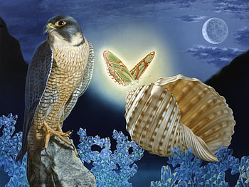 Bird Of Prey, butterfly, moon, conch, falcon, cloud HD wallpaper