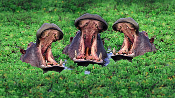 Hippopotamus, Graceful creatures, African wildlife, Stunning HD wallpaper