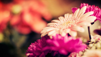 Macro, pastel, pink, soft, flowers, gerbera, pink gerbera, beauty HD wallpaper
