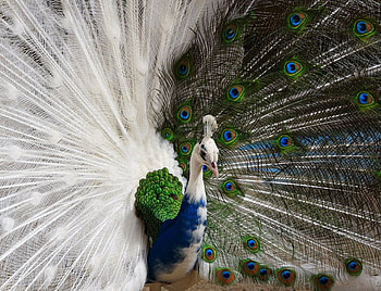 WHITE & BLUE PEACOCK, flight, peacock, feathers, bird HD wallpaper