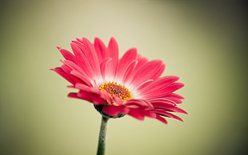 Plants, Flowers HD wallpaper