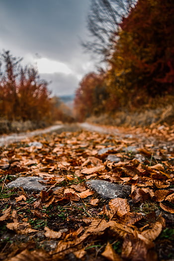 Vivid autumn leaves on a forest path, showcasing rich textures and fall colors. HD phone wallpaper