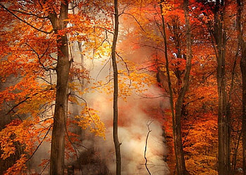 Autumn mists, trees, autumn, thick mist, orange HD wallpaper