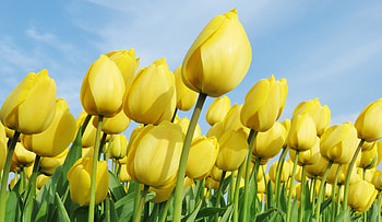 Yellow flowers, beautiful, bloom, tulips farm HD wallpaper