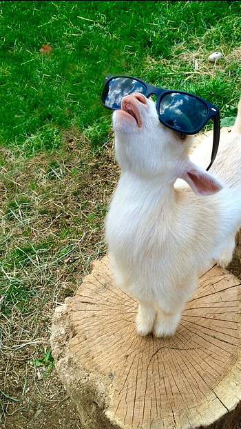 Funny, Funny Goat HD phone wallpaper