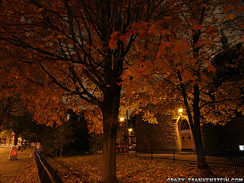 Cool Autumn Night, night, street, trees, cool HD wallpaper