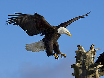 Animals, Birds, Eagles HD wallpaper