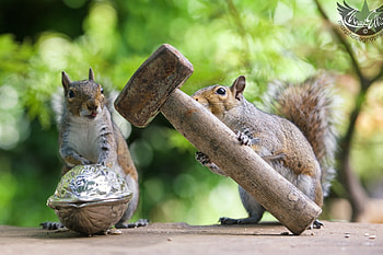 A silver one need a big hammer, animal, cute, food, max ellis, green, couple, funny, hammer, nut, squirrel HD wallpaper