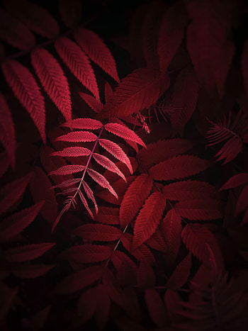 Leaves, Plant, Macro, Close-Up HD phone wallpaper