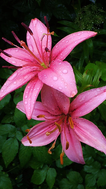 Pink Lily, Adorable, Flower, Background HD phone wallpaper