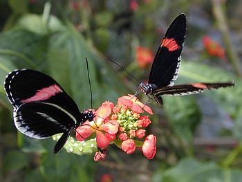 A Flower for Two, two, butterflies, leaves, flower HD wallpaper