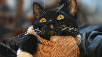 Animals, Cats HD wallpaper